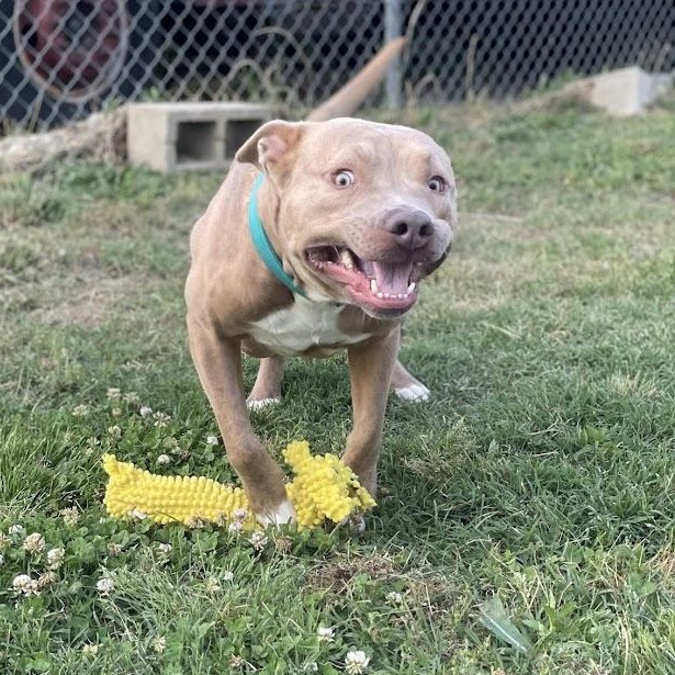 James, a ADOPTABLE mixed breed in Jackson, MS image 2/6