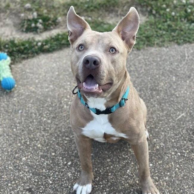 James, a ADOPTABLE mixed breed in Jackson, MS image 4/6