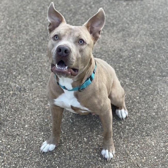 James, a ADOPTABLE mixed breed in Jackson, MS image 3/6