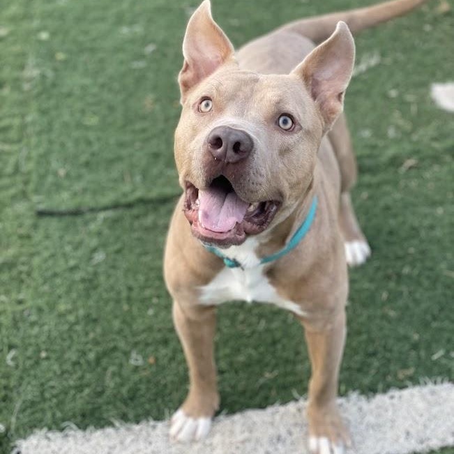 James, ADOPTABLE, Adult Male Pit Bull Terrier.