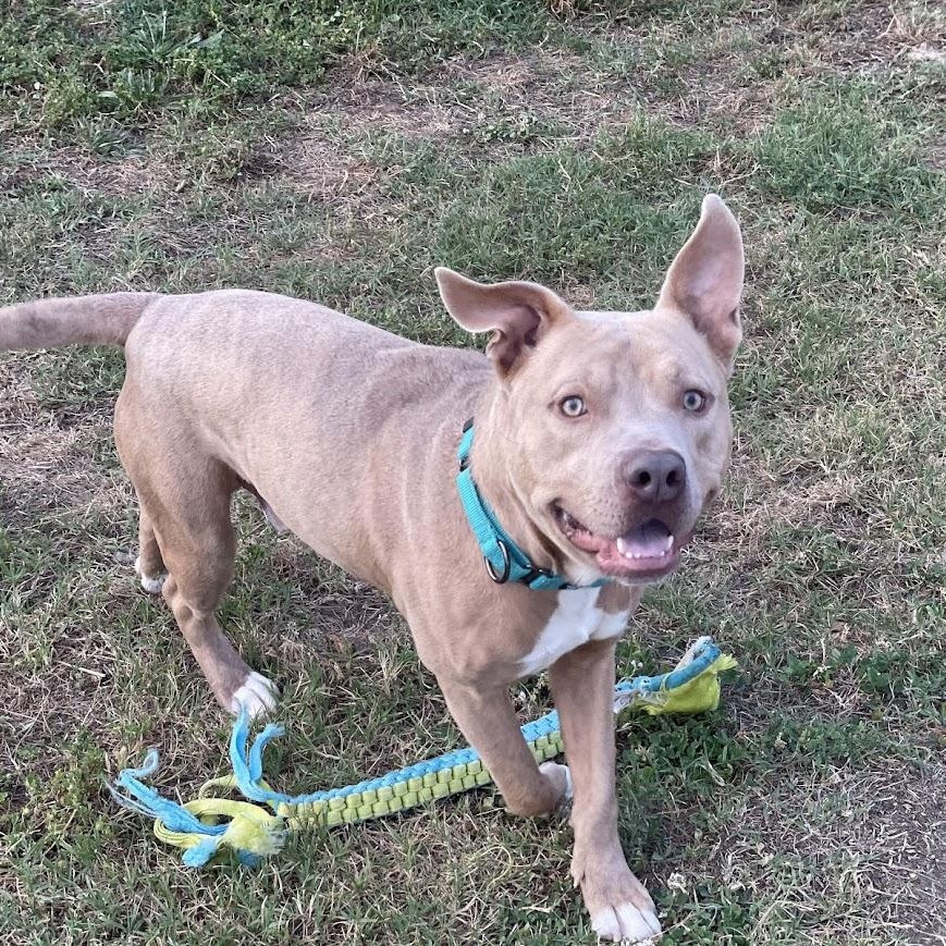 James, a ADOPTABLE mixed breed in Jackson, MS image 6/6