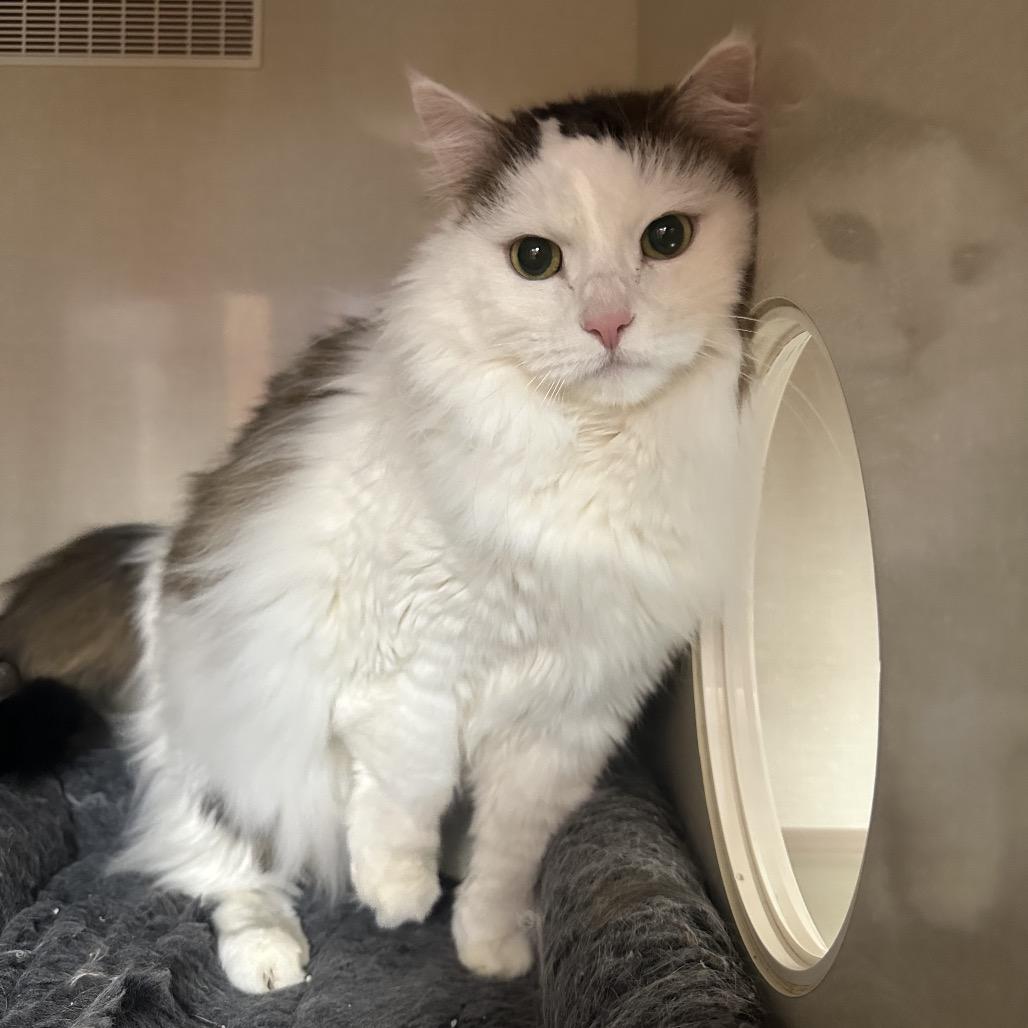 Enlarge Betty, a Adoptable Domestic Medium Hair in Spokane, WA image 1/4