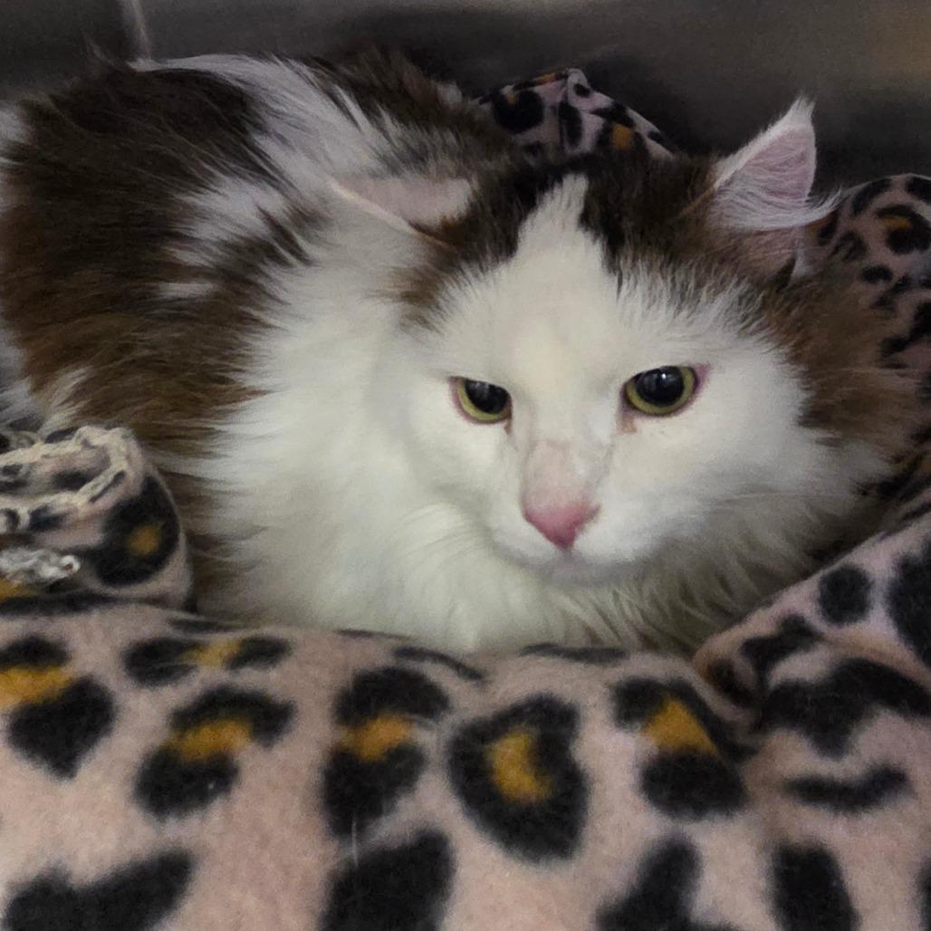 Enlarge Betty, a Adoptable Domestic Medium Hair in Spokane, WA image 2/4