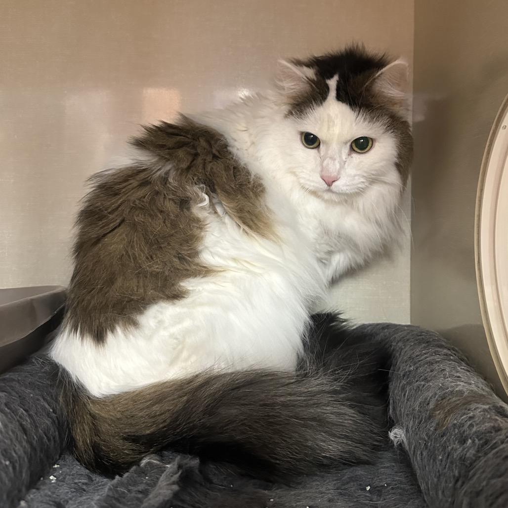 Enlarge Betty, a Adoptable Domestic Medium Hair in Spokane, WA image 3/4
