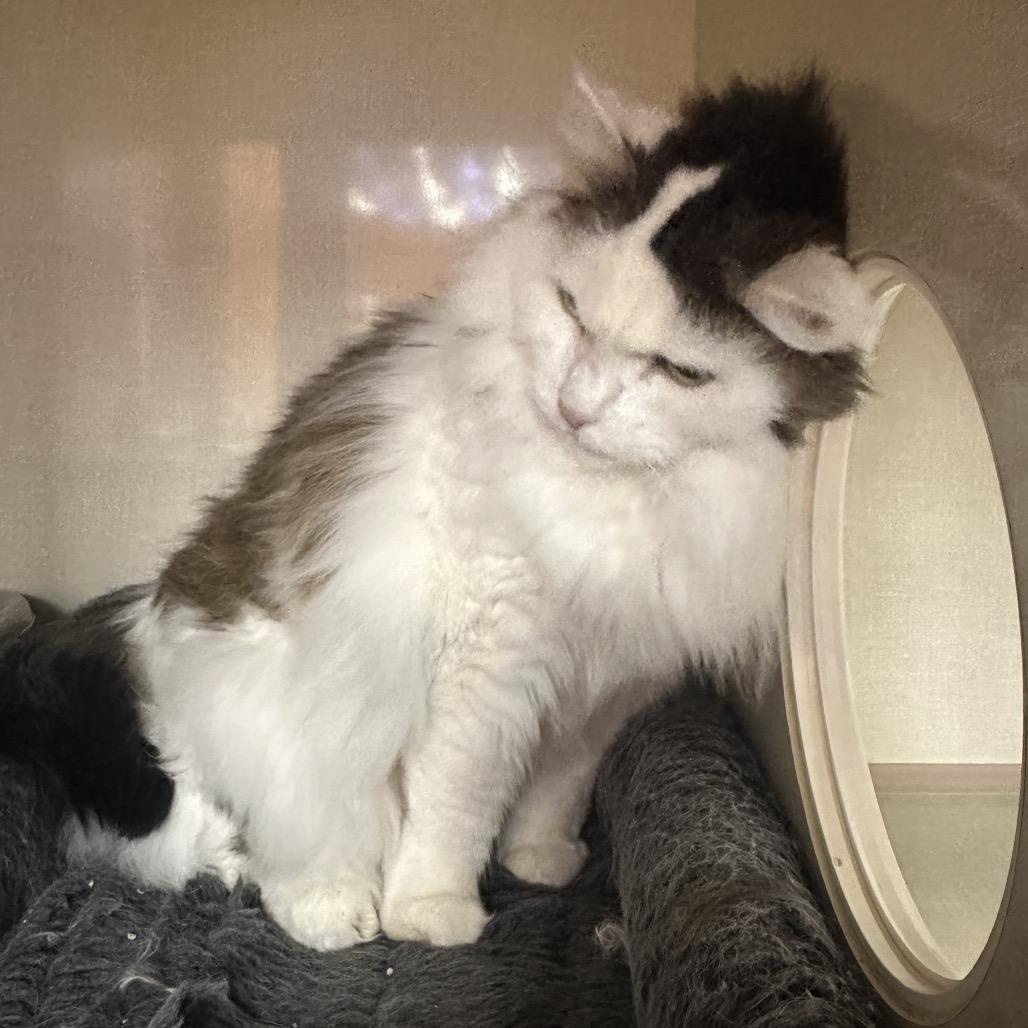 Enlarge Betty, a Adoptable Domestic Medium Hair in Spokane, WA image 4/4