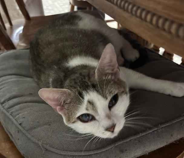 Daffodil, Adoptable, Adult Female Domestic Short Hair.