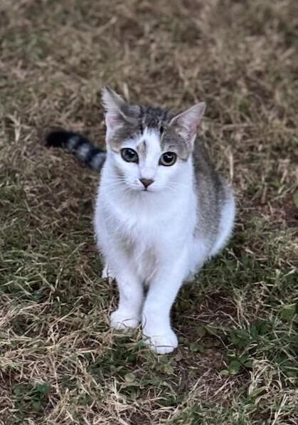 Enlarge Daffodil, a Adoptable mixed breed in Mooresville, NC image 2/3