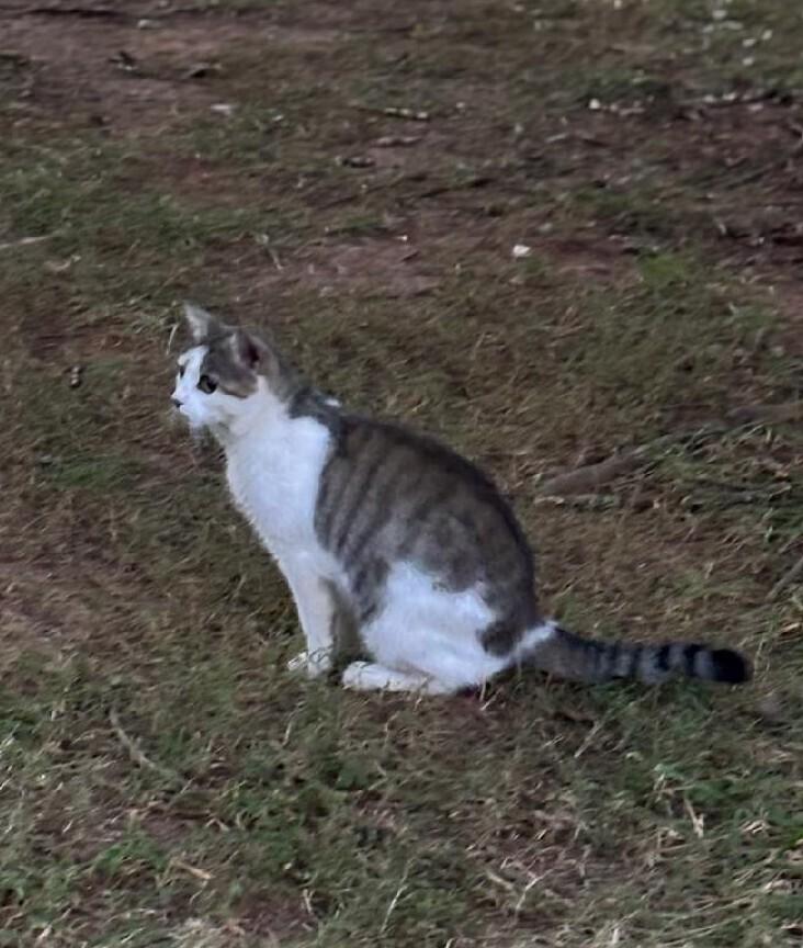 Enlarge Daffodil, a Adoptable mixed breed in Mooresville, NC image 3/3