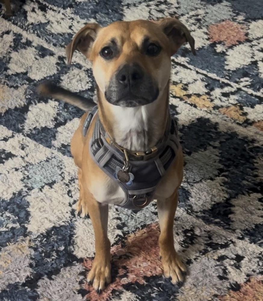 Petie, a Adoptable mixed breed in Galena, OH image 1/5