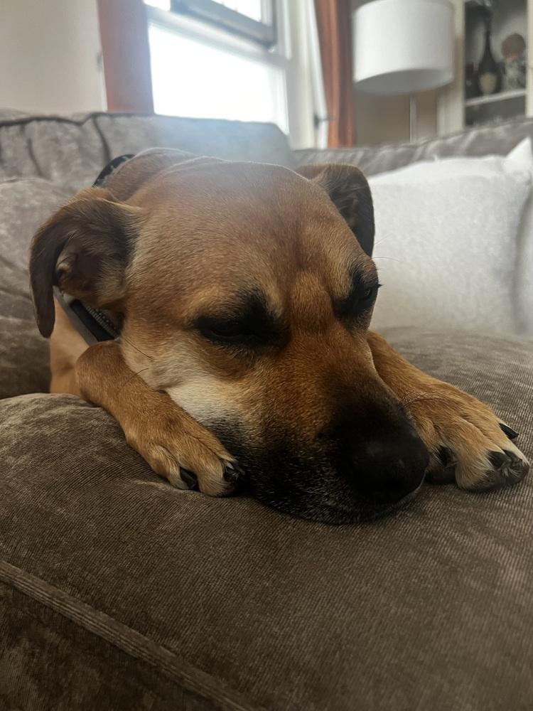 Petie, a Adoptable mixed breed in Galena, OH image 2/5