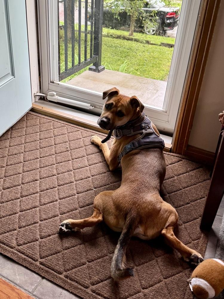 Petie, a Adoptable mixed breed in Galena, OH image 3/5