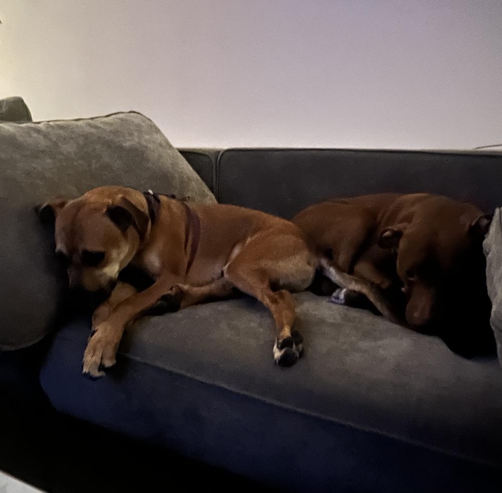 Petie, a Adoptable mixed breed in Galena, OH image 4/5