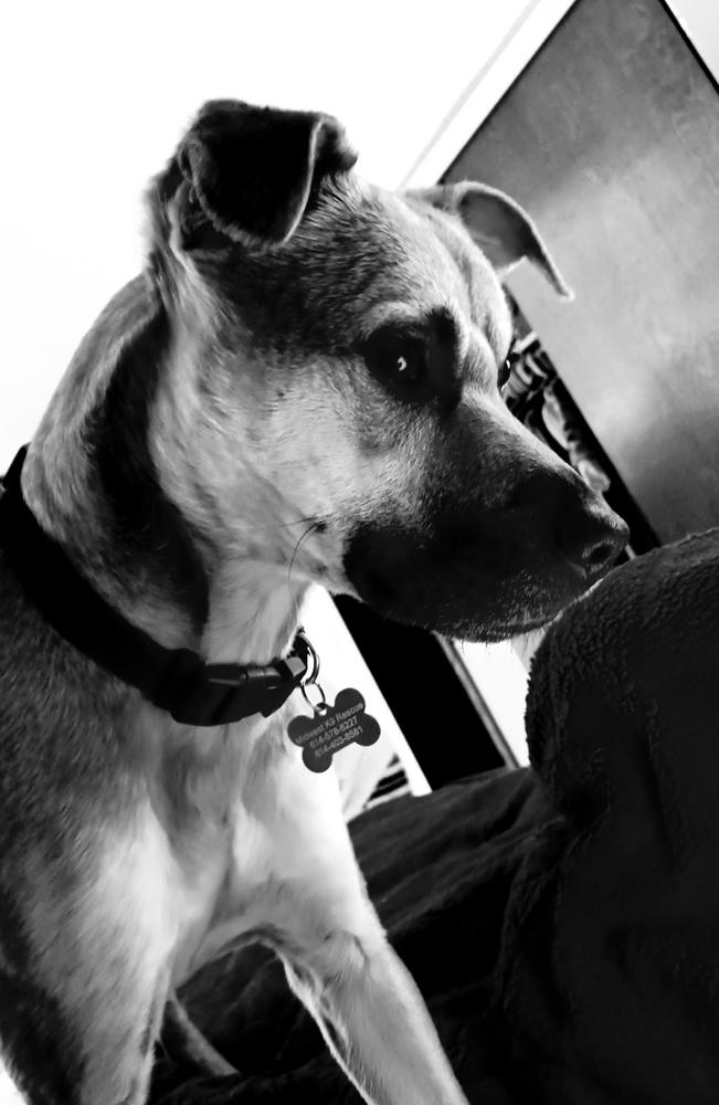 Petie, a Adoptable mixed breed in Galena, OH image 5/5