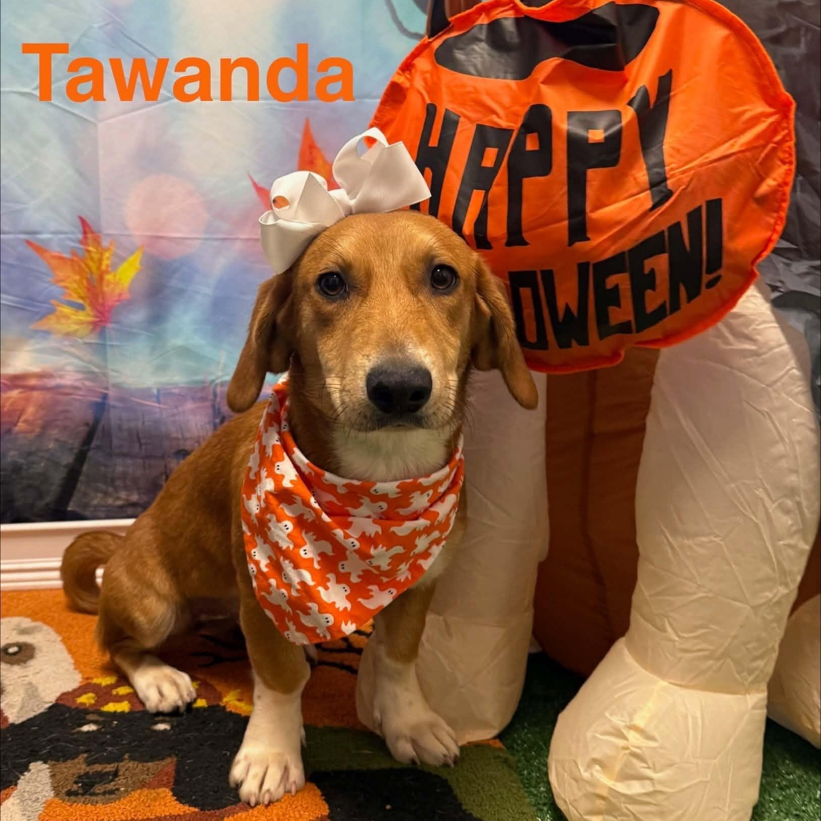 Enlarge Tawanda, a Adoptable mixed breed in Columbia, MD image 3/3