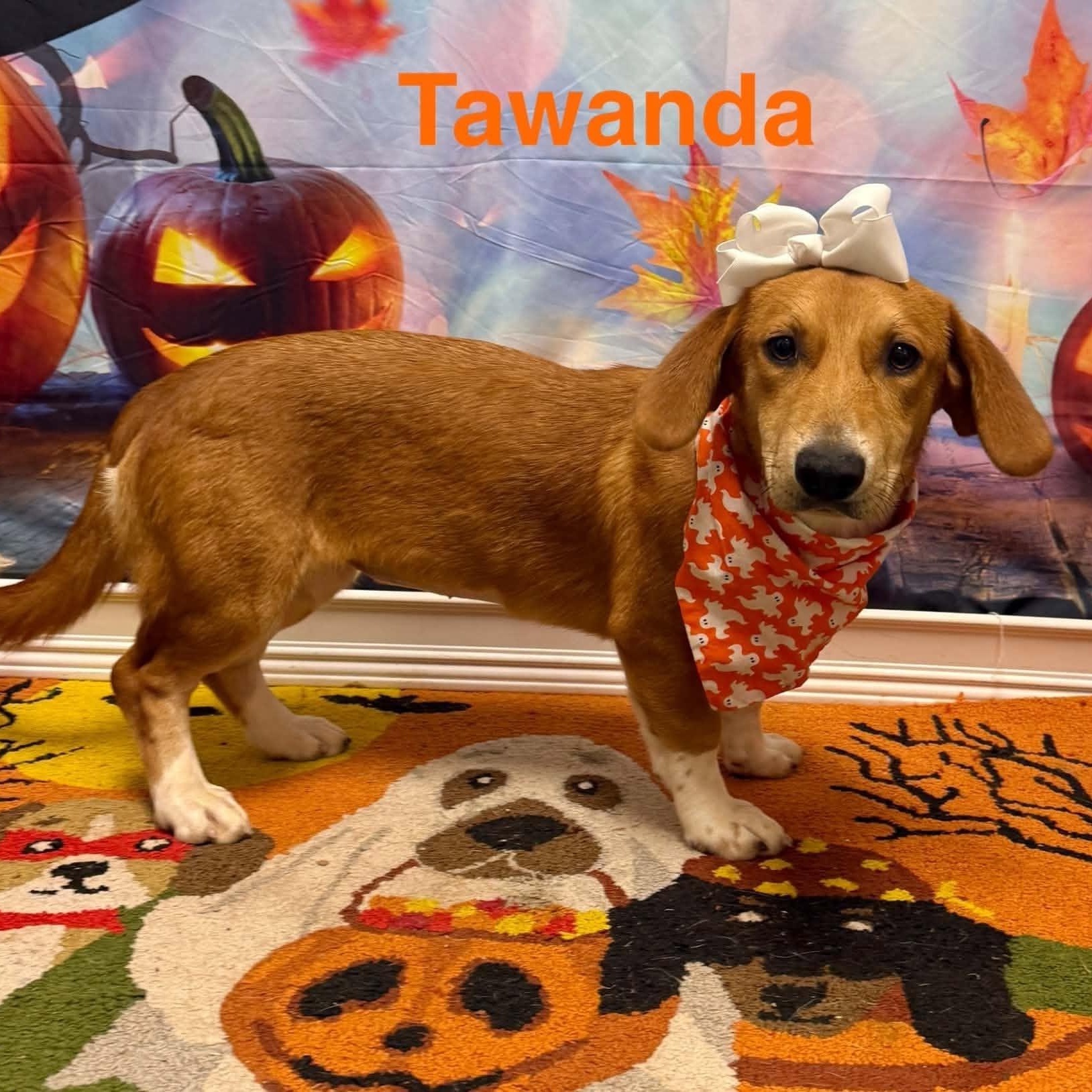 Enlarge Tawanda, a Adoptable mixed breed in Columbia, MD image 2/3