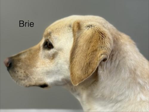 Brie #3, ADOPTABLE, Adult Female Yellow Labrador Retriever.