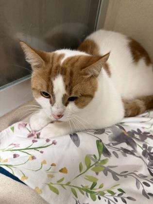 Lobster Roll, Adoptable, Adult Male Domestic Short Hair & Domestic Short Hair.
