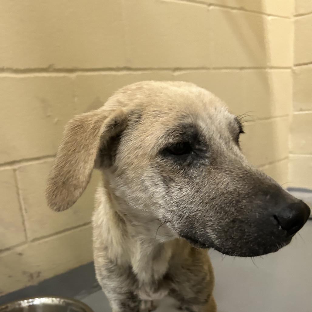 Enlarge Tiffany, a Adoptable Black Mouth Cur in Lufkin, TX image 1/1