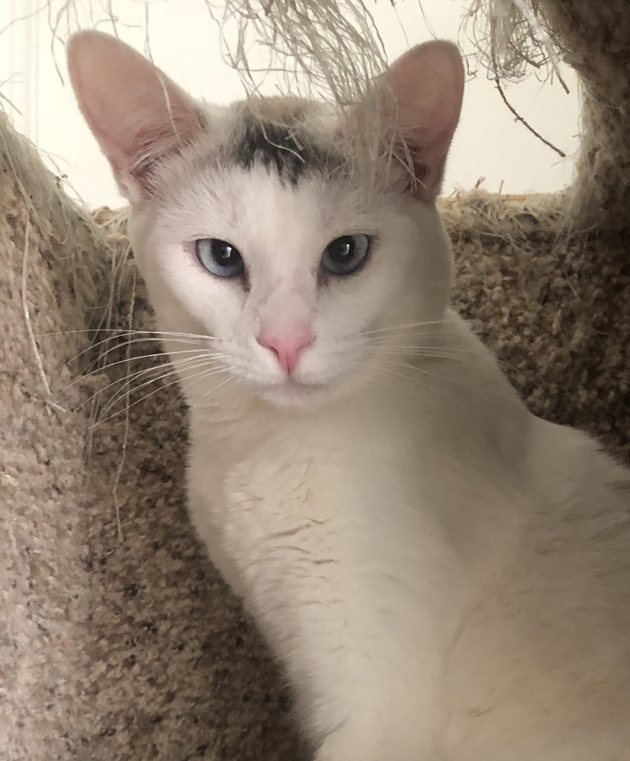 Floriana, Adoptable, Adult Female Turkish Van & American Shorthair.