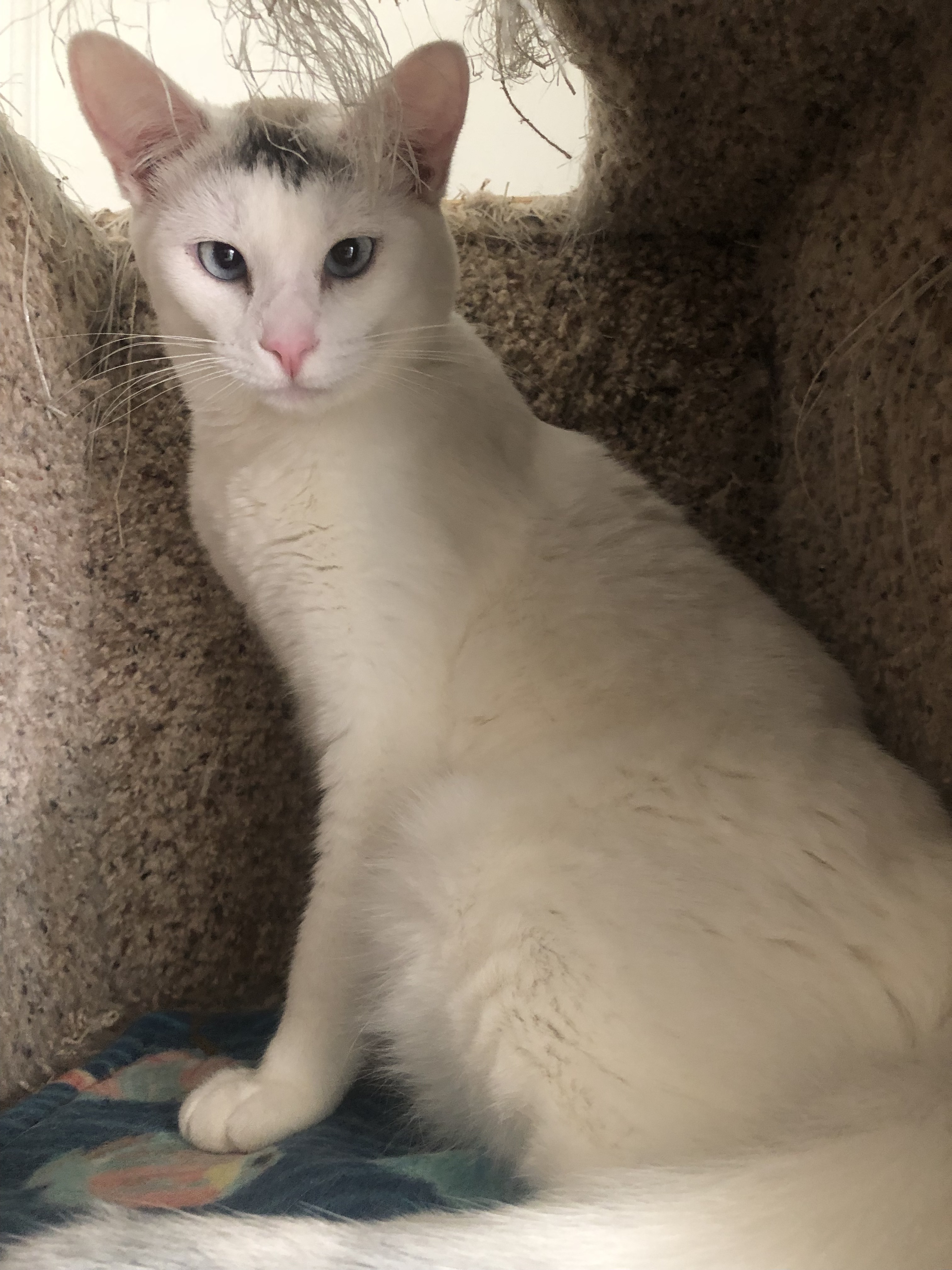 Enlarge Floriana, a Adoptable mixed breed in Lompoc, CA image 2/2