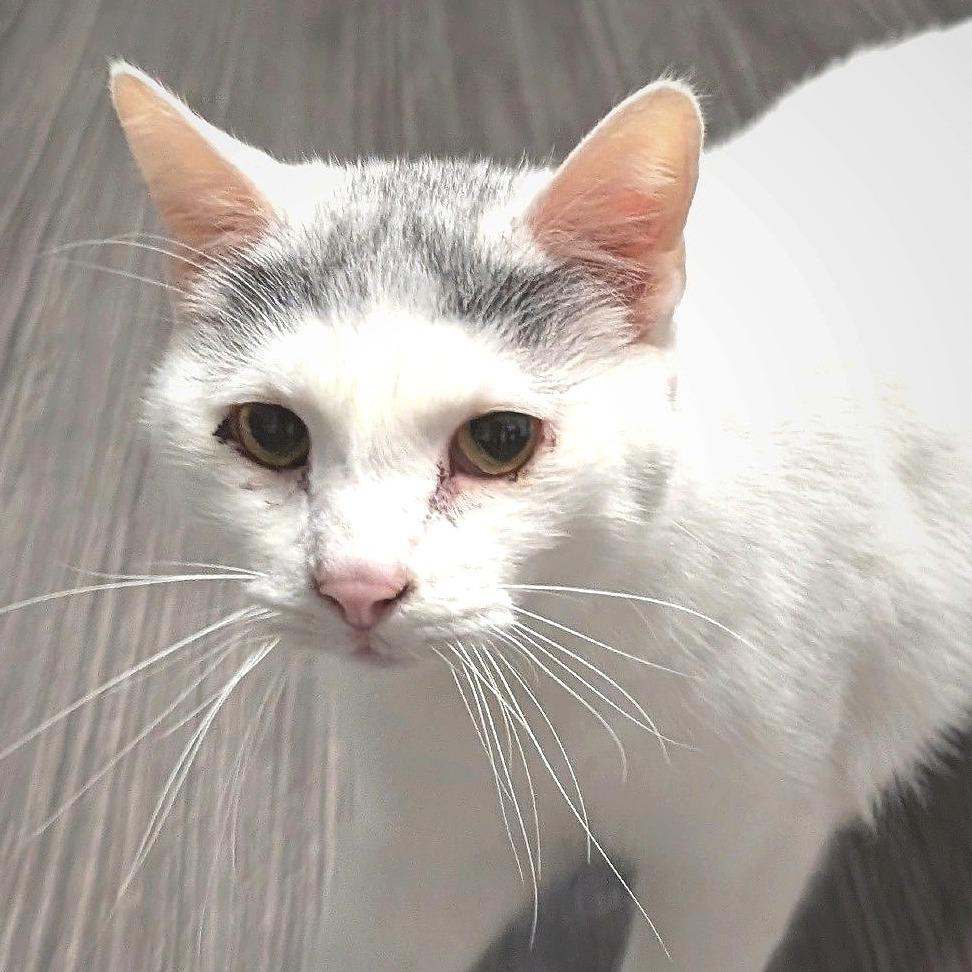 Enlarge Dr. Seuss, a Adoptable Domestic Short Hair in Redwood Valley, CA image 1/4