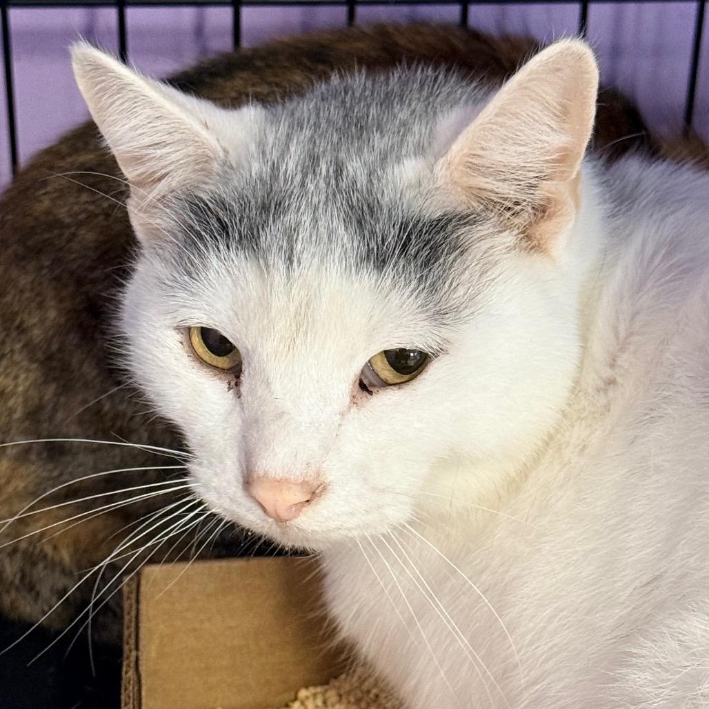 Enlarge Dr. Seuss, a Adoptable Domestic Short Hair in Redwood Valley, CA image 2/4