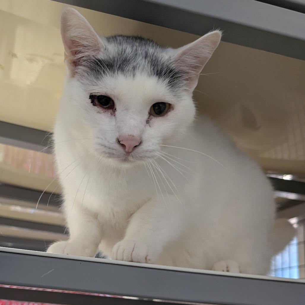 Enlarge Dr. Seuss, a Adoptable Domestic Short Hair in Redwood Valley, CA image 3/4