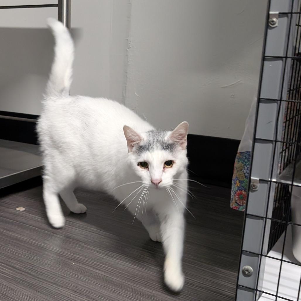 Enlarge Dr. Seuss, a Adoptable Domestic Short Hair in Redwood Valley, CA image 4/4