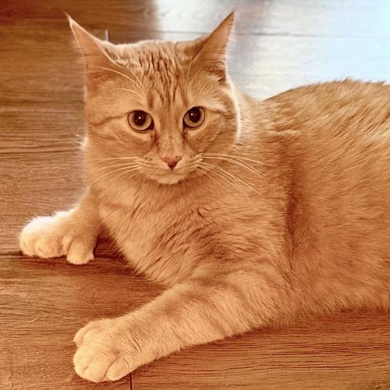 Sammy, Adoptable, Adult Female Domestic Short Hair.