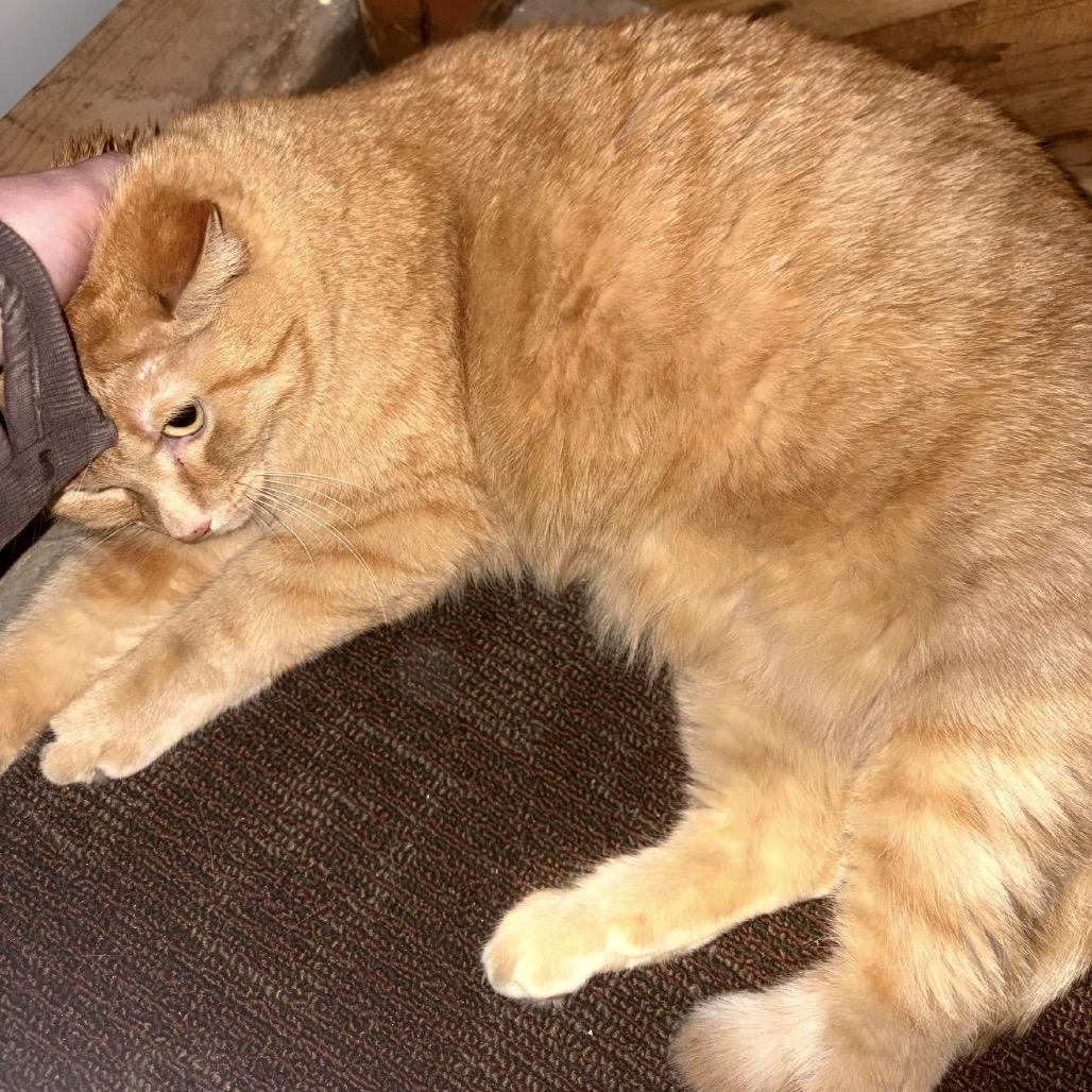 Sammy, a Adoptable Domestic Short Hair in Bismarck, ND image 1/5