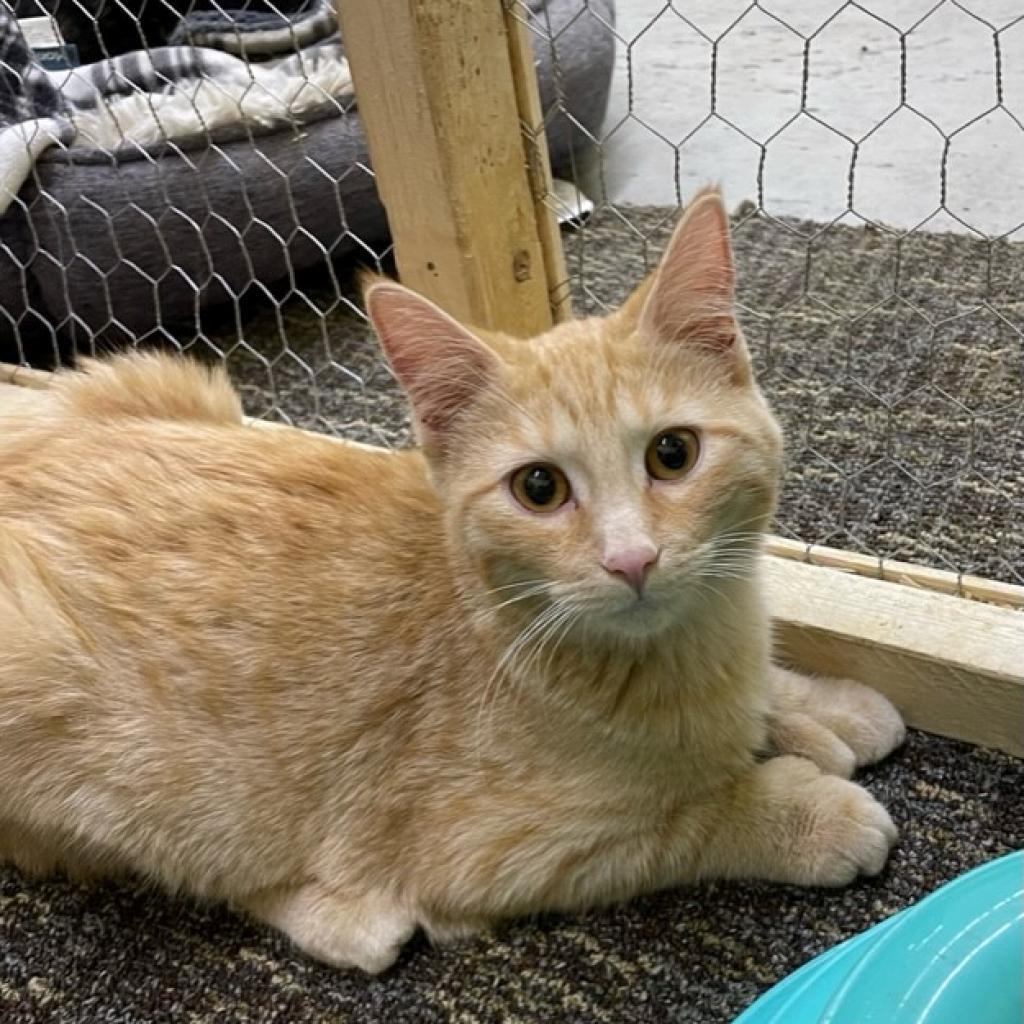 Sammy, a Adoptable Domestic Short Hair in Bismarck, ND image 2/5