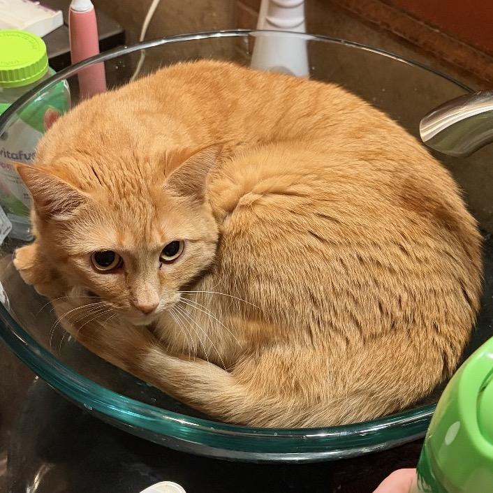 Sammy, a Adoptable Domestic Short Hair in Bismarck, ND image 3/5