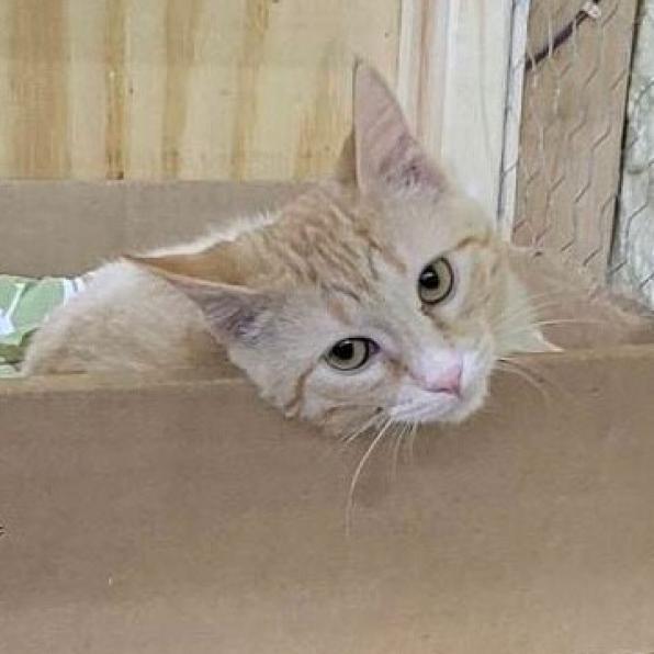 Sammy, a Adoptable Domestic Short Hair in Bismarck, ND image 4/5