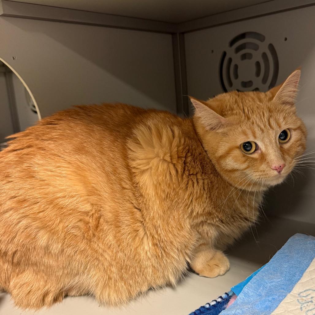 Sammy, a Adoptable Domestic Short Hair in Bismarck, ND image 5/5