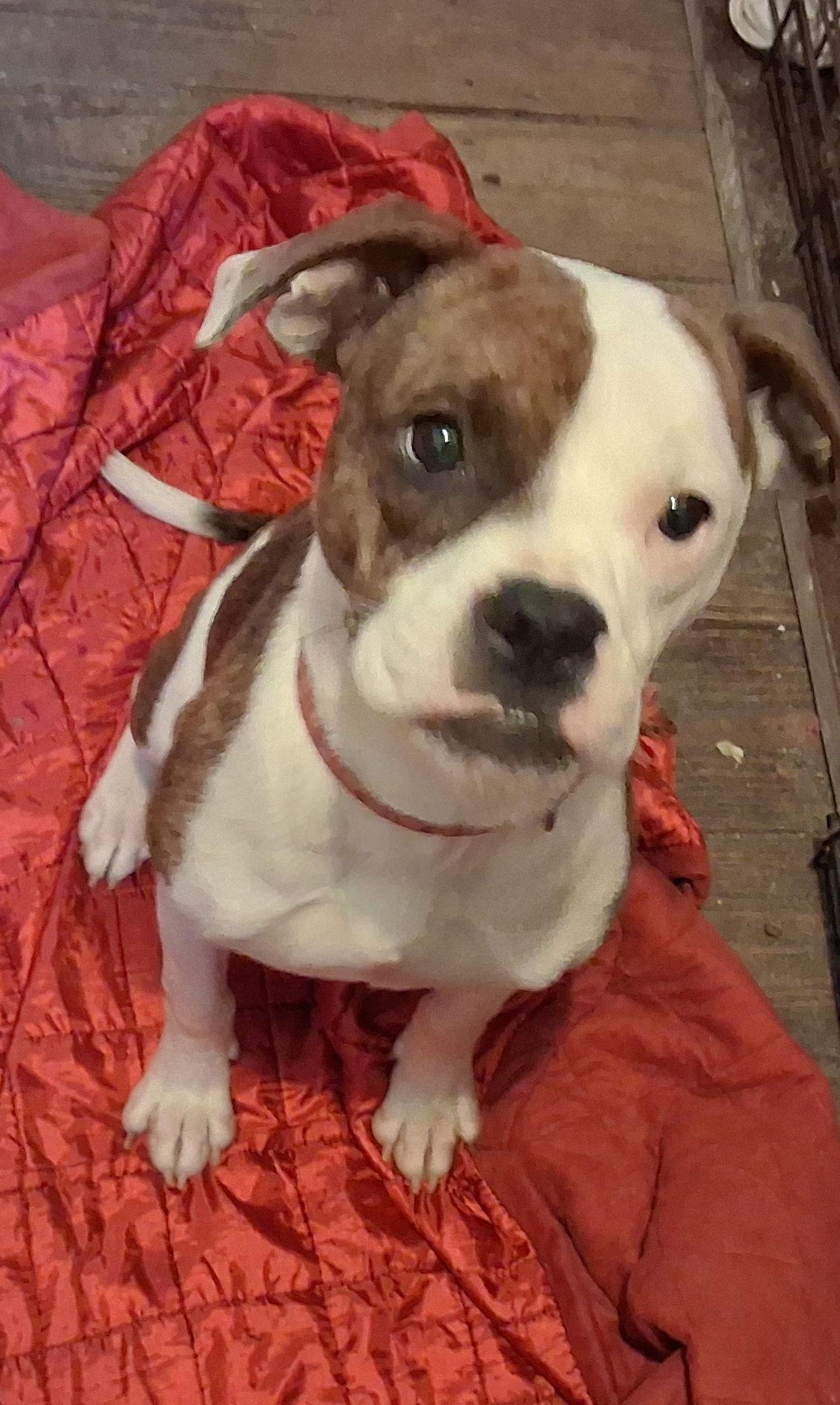 Sheila, Adopted, Puppy Female Boxer.