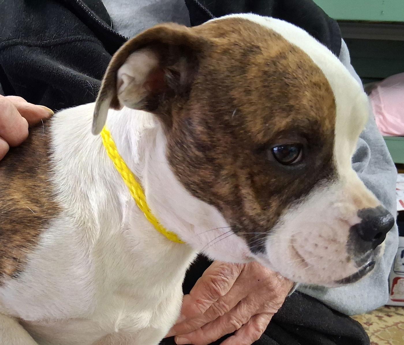 Enlarge Sheila, a Adopted Boxer in Mcconnelsville, OH image 2/2