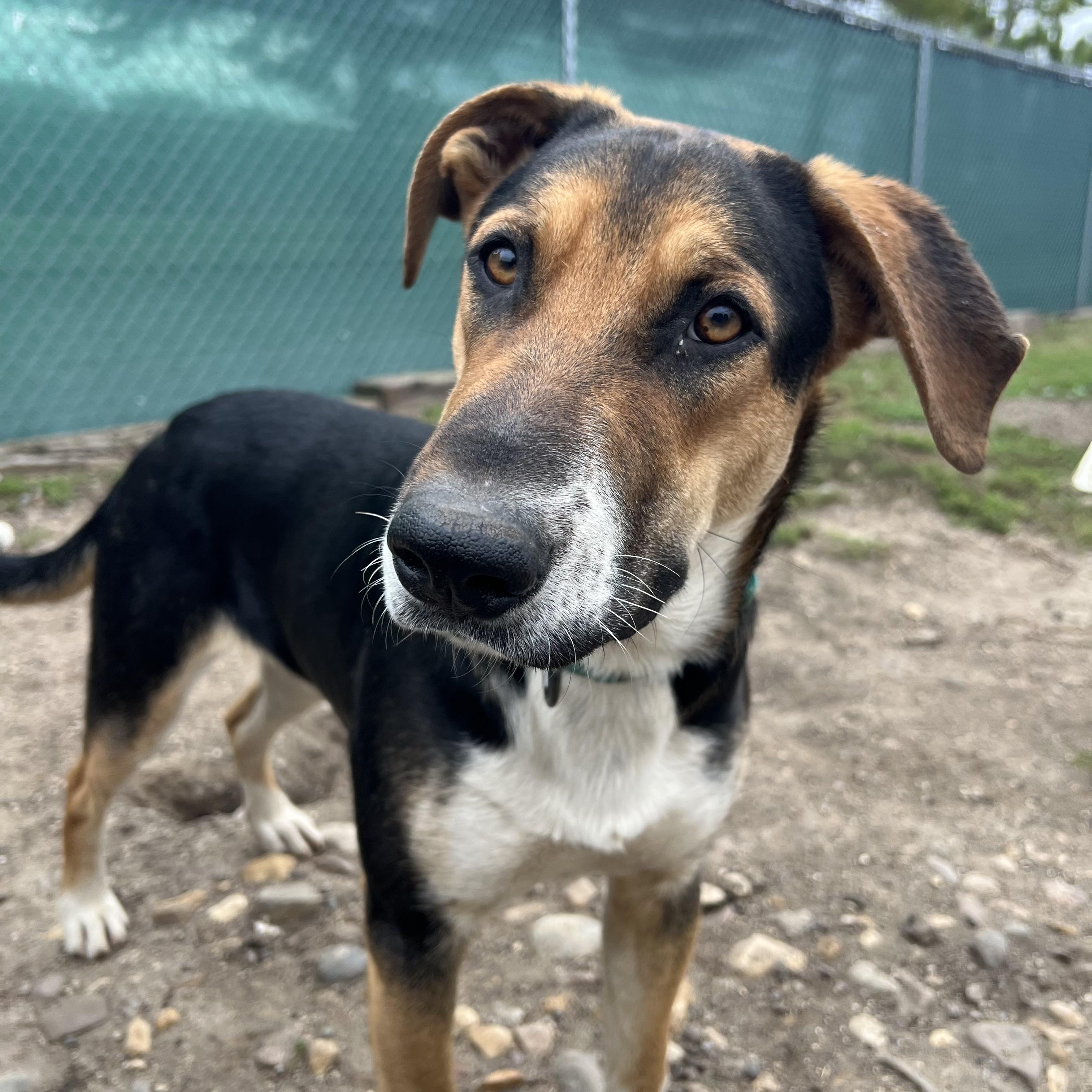 Enlarge Gilligan, a Adoptable mixed breed in Fairmont, MN image 4/6