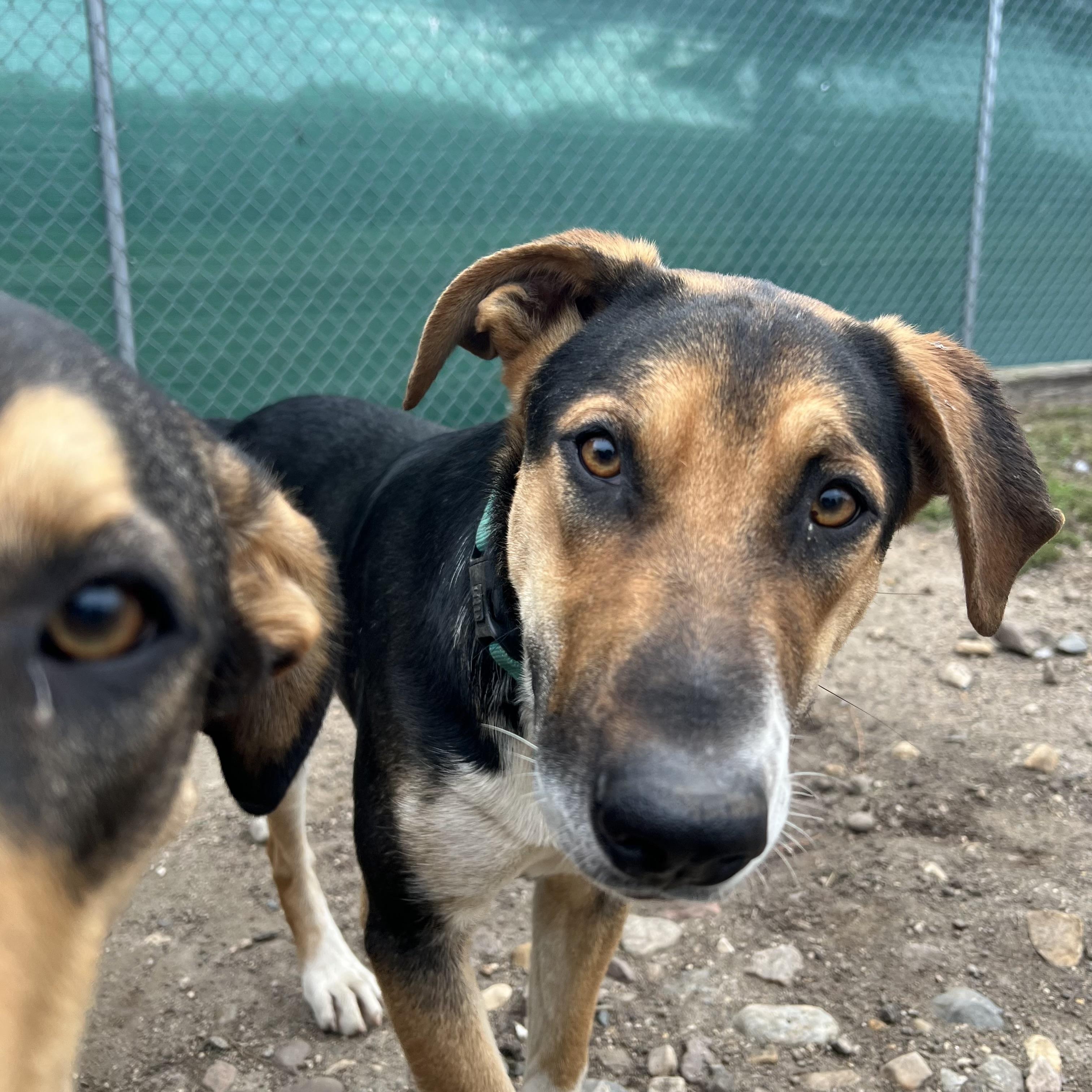 Gilligan, Adoptable, Young Male Coonhound.
