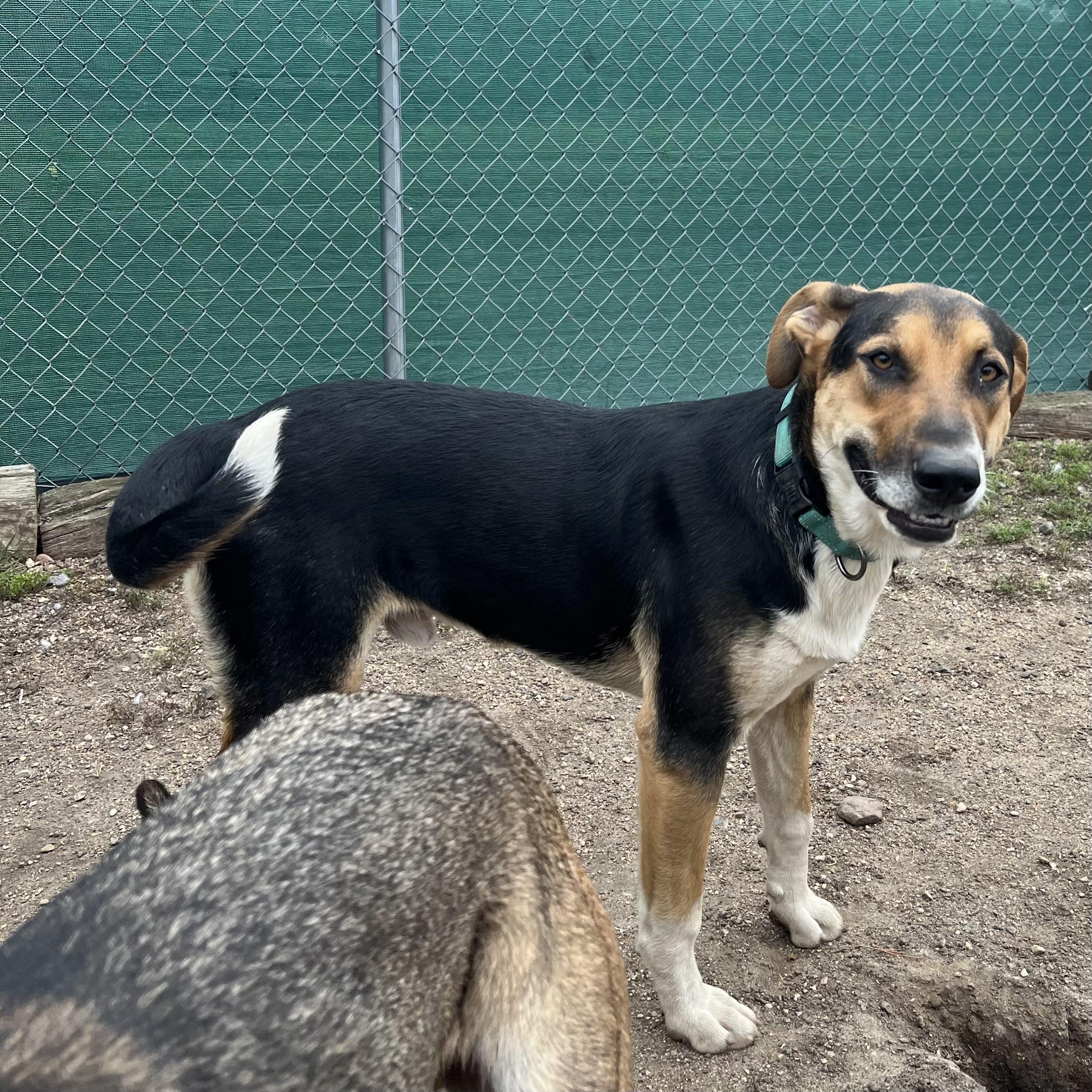 Enlarge Gilligan, a Adoptable mixed breed in Fairmont, MN image 5/6