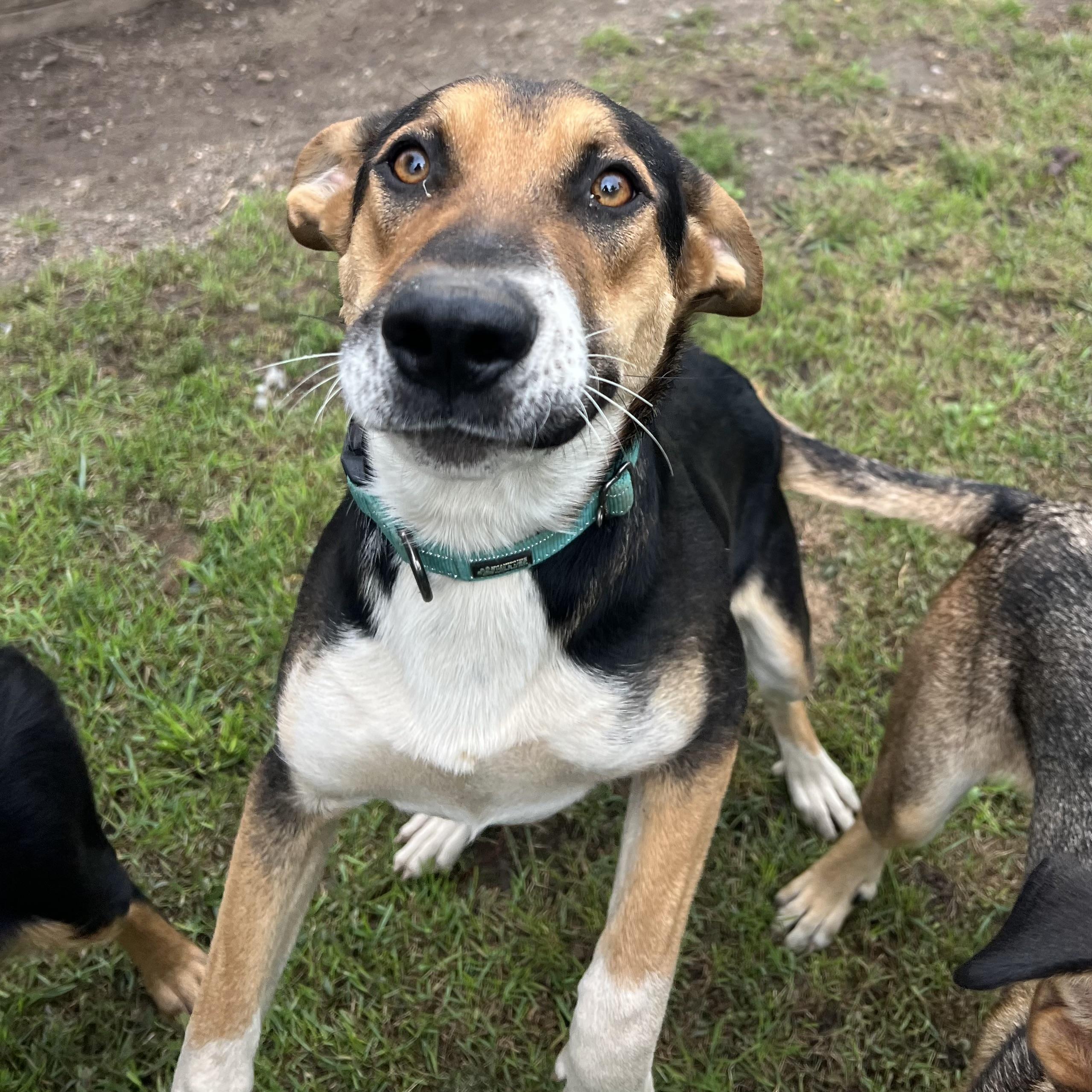 Enlarge Gilligan, a Adoptable mixed breed in Fairmont, MN image 3/6