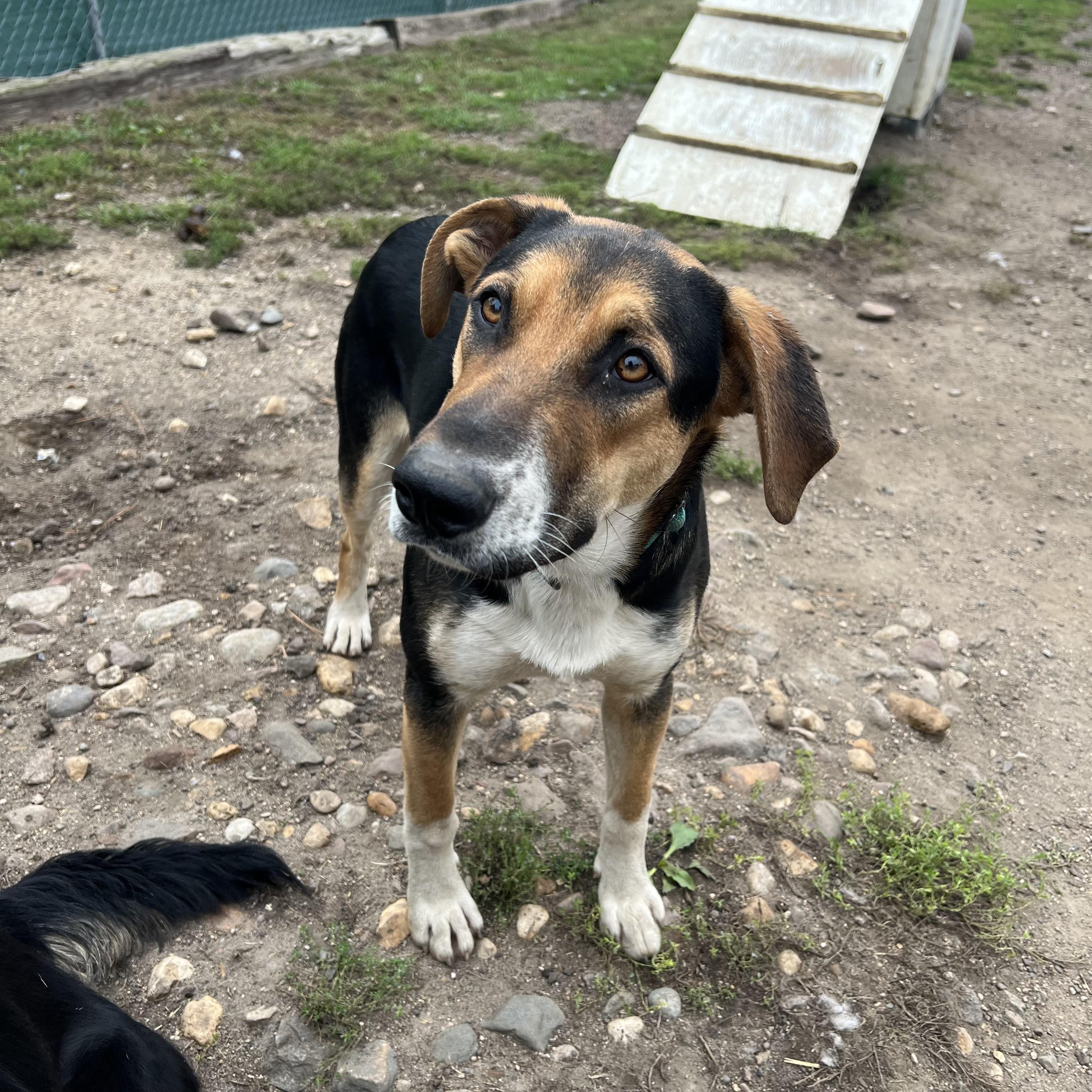 Enlarge Gilligan, a Adoptable mixed breed in Fairmont, MN image 2/6