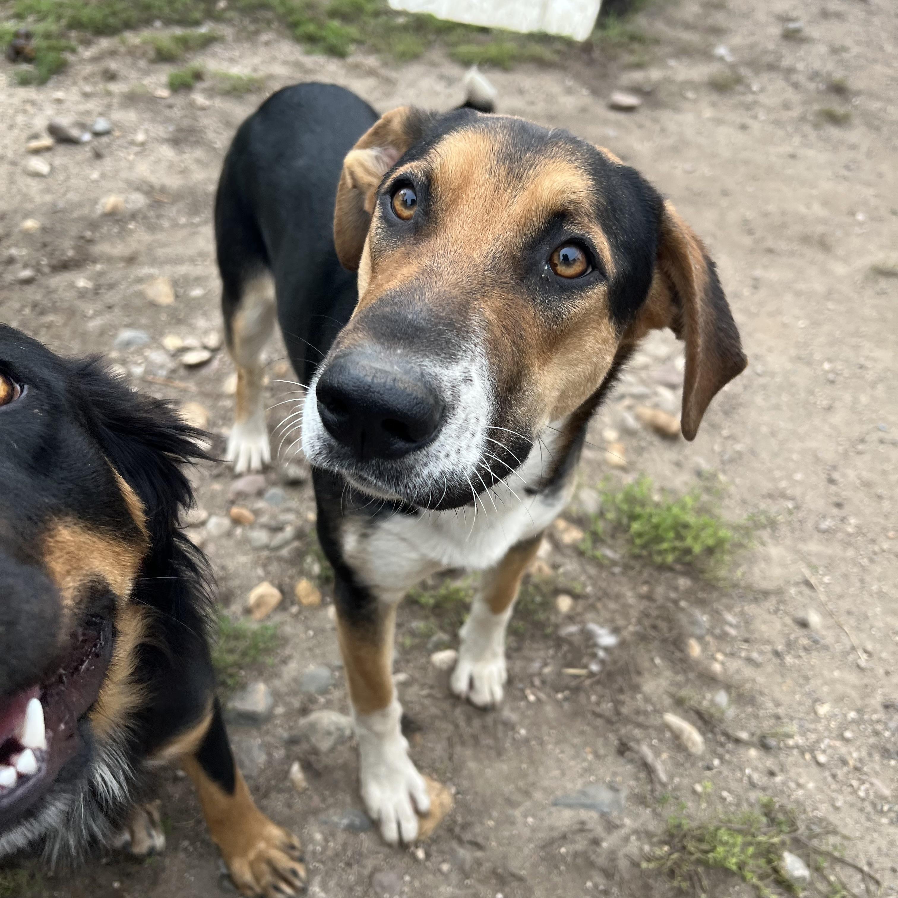 Enlarge Gilligan, a Adoptable mixed breed in Fairmont, MN image 6/6