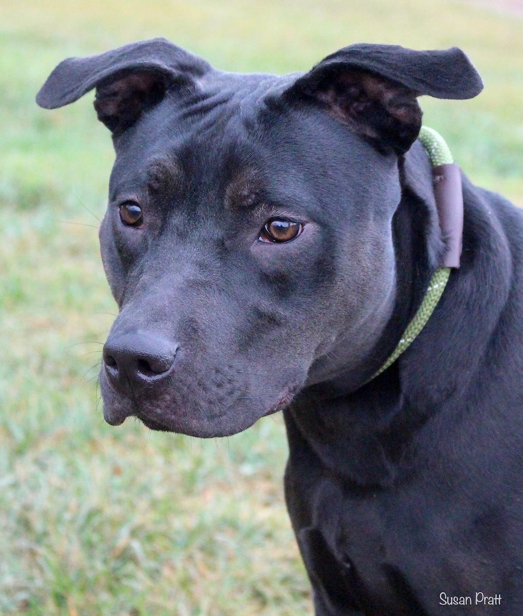 Enlarge Delilah, a Adoptable mixed breed in Bedford, VA image 1/3