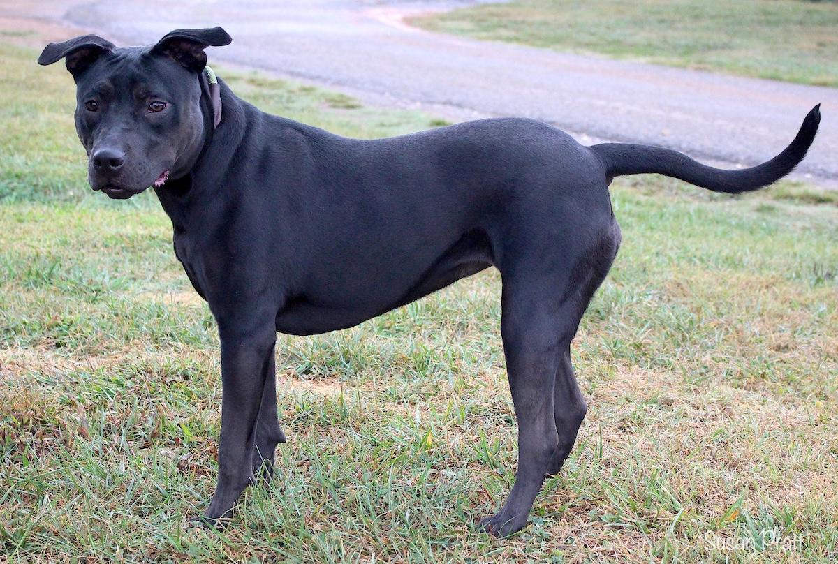 Enlarge Delilah, a Adoptable mixed breed in Bedford, VA image 3/3