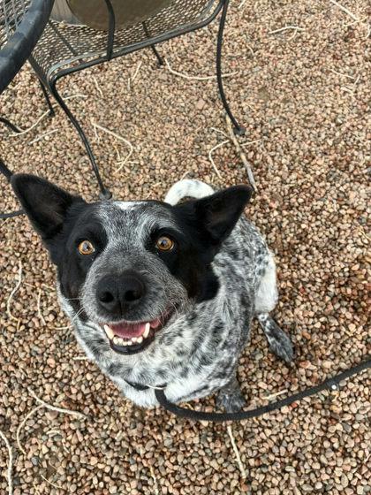 Enlarge Rosemary, a ADOPTABLE Australian Cattle Dog / Blue Heeler in Canon City, CO image 1/1