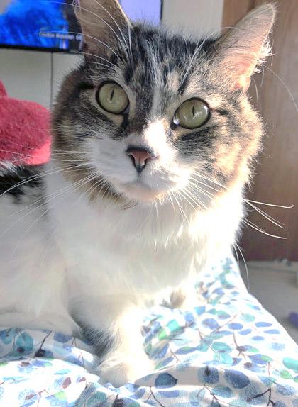 Jazzy (in foster), a Adoptable mixed breed in Fishers, IN image 2/2