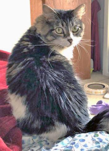 Jazzy, a Adoptable mixed breed in Fishers, IN image 2/3