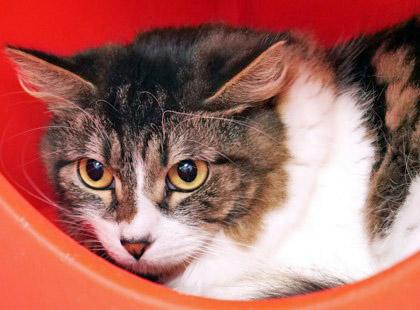 Jazzy, Adoptable, Adult Female Domestic Medium Hair & Domestic Short Hair.