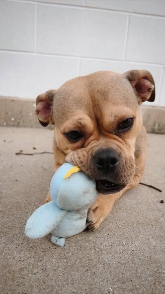 Enlarge Khloee, a Adoptable mixed breed in Joliet, IL image 1/1