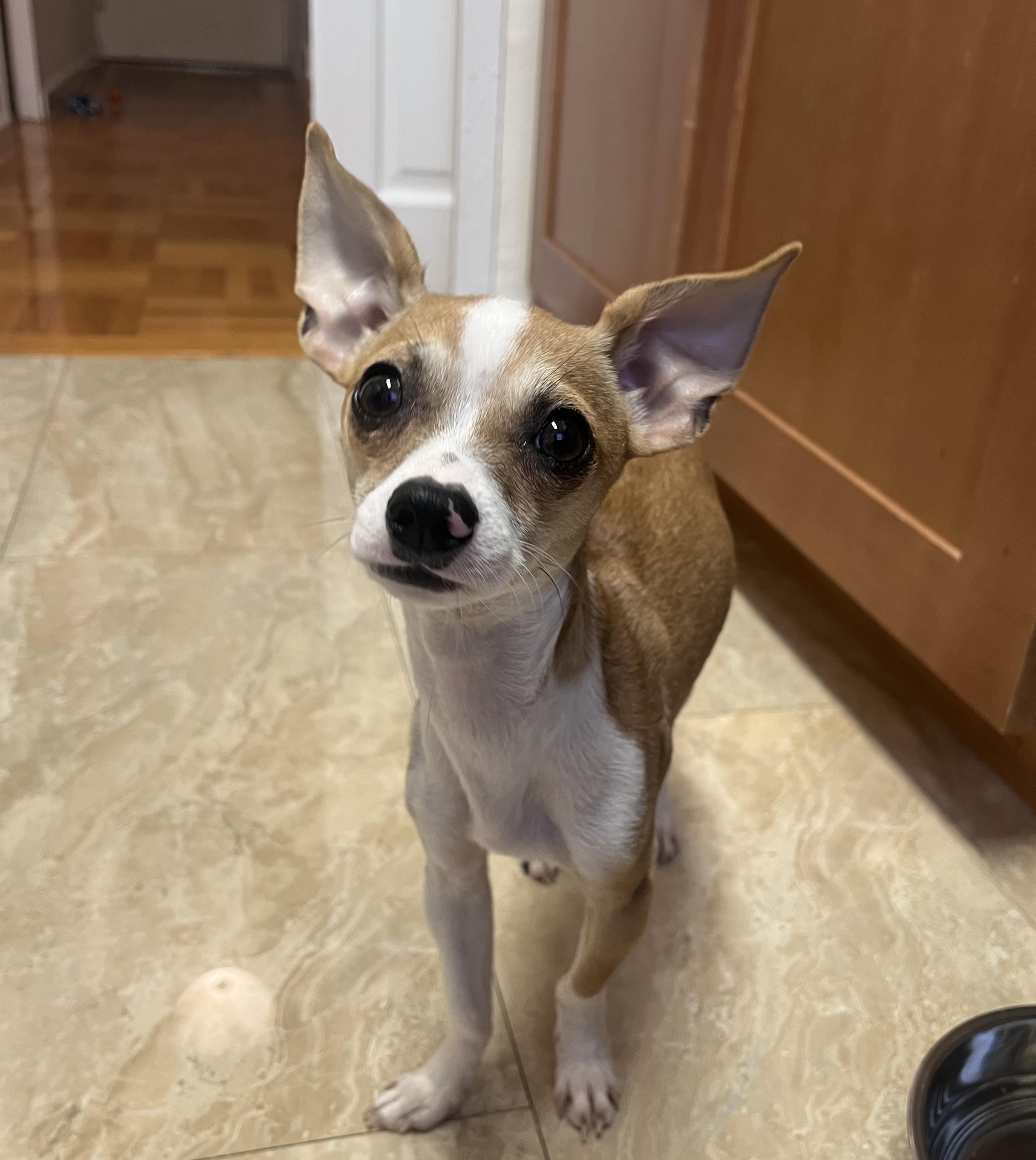 Henry, Adoptable, Young Male Chihuahua.